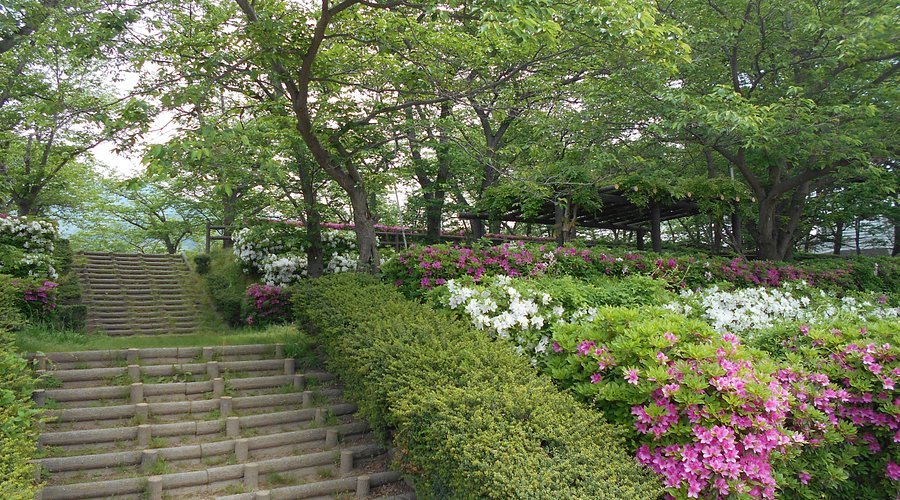 🌸 사카이다이바 공원 이미지 1